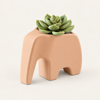 Novimea — Apricot. Farbvisualisierung nach Originaldesign; Lieferumfang laut Produktbeschreibung.